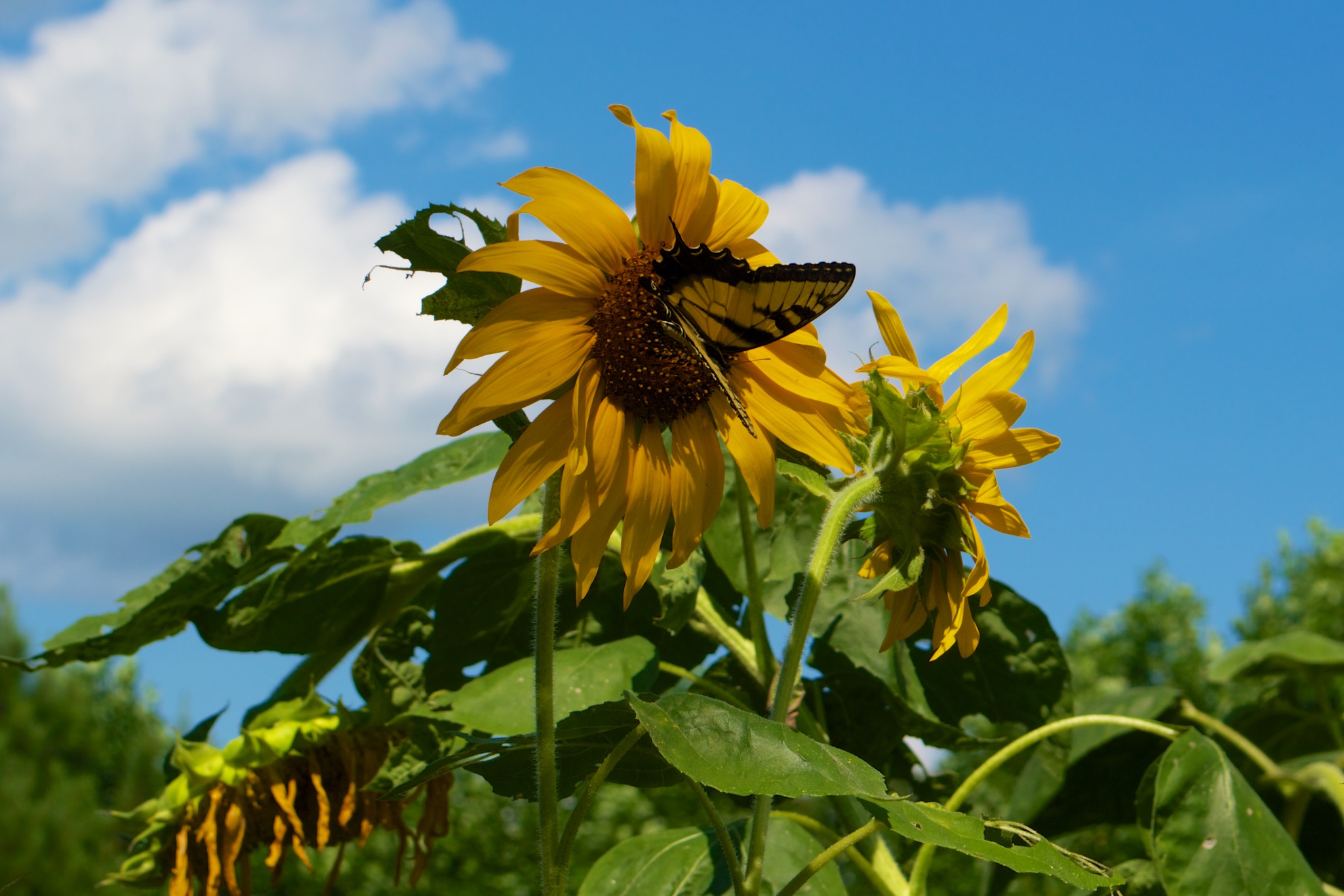 Yellow Flowers and Butterfly in Chapel Hill North Carolina