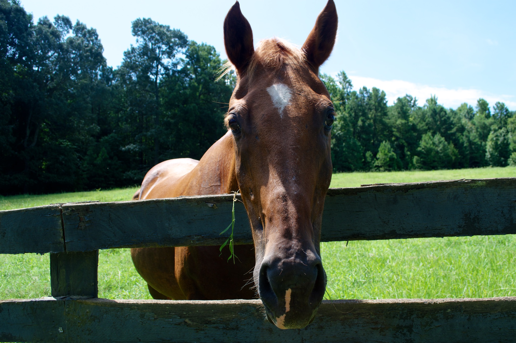 Brown Horse in Chapel Hill North Carolina