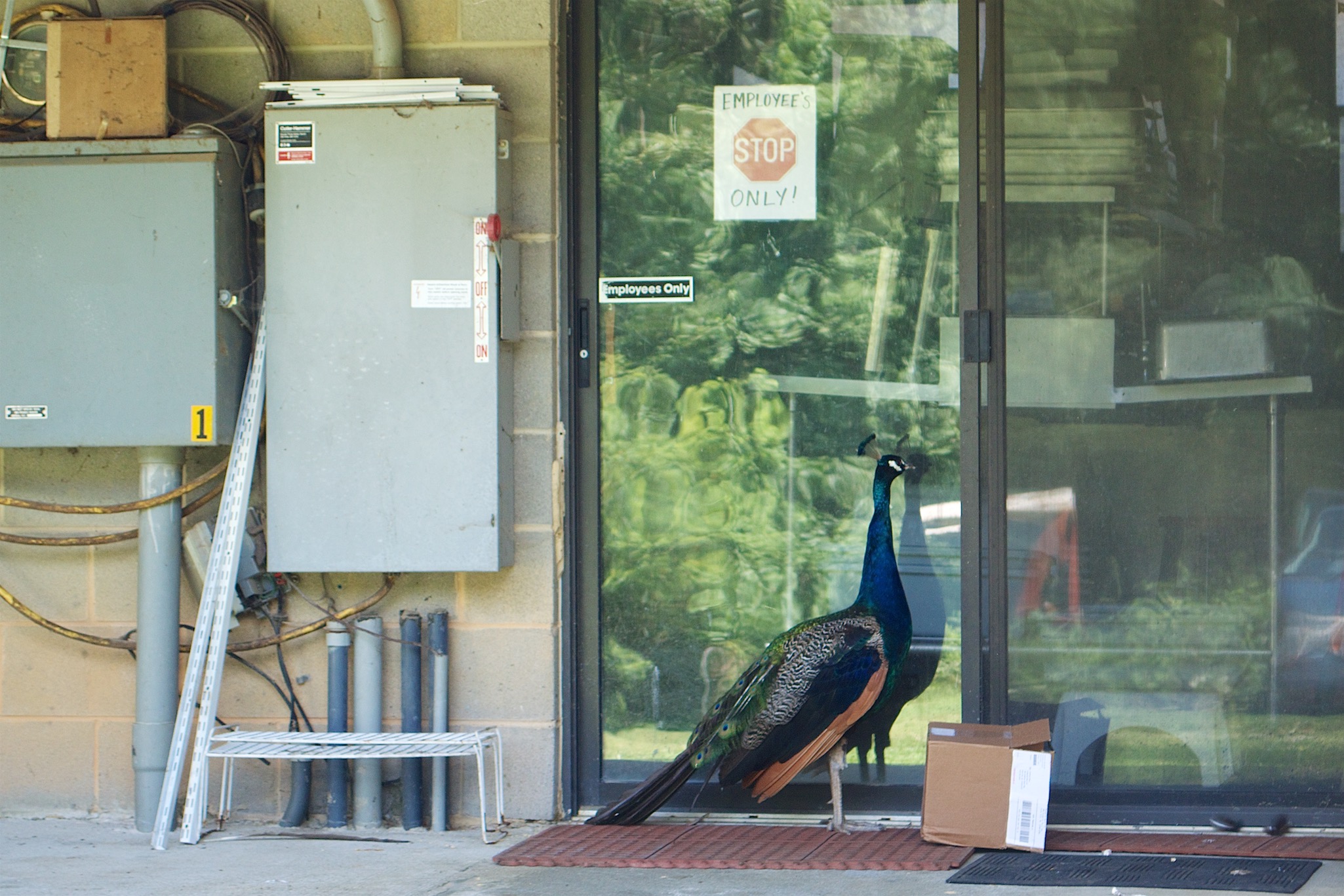 Peacock in Chapel Hill North Carolina