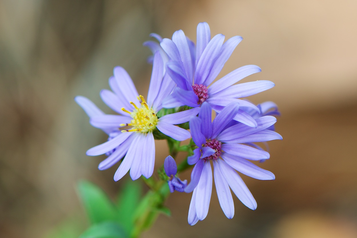 Purple wildflowers in Eldorado Canyon in Denver