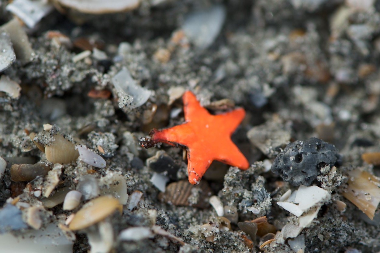 Sand Star in Folly Beach South Carolina