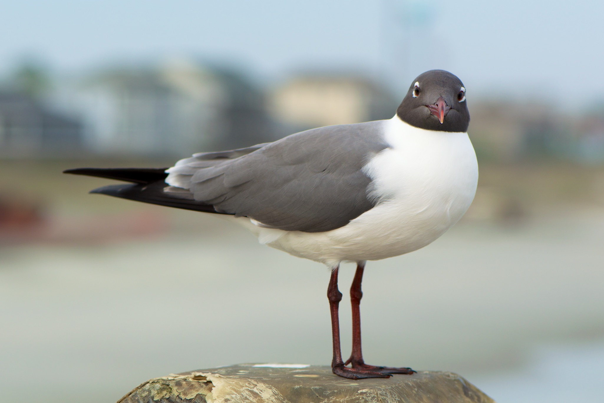 Sea Gull on Folly Beach South Carolina