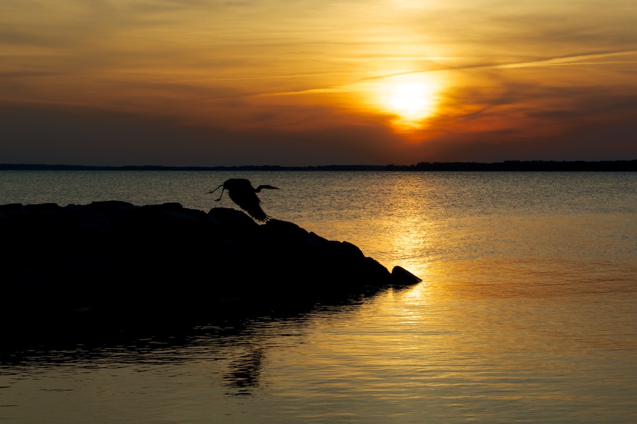 Crane Flying Over the James River in Virginia at Sunset