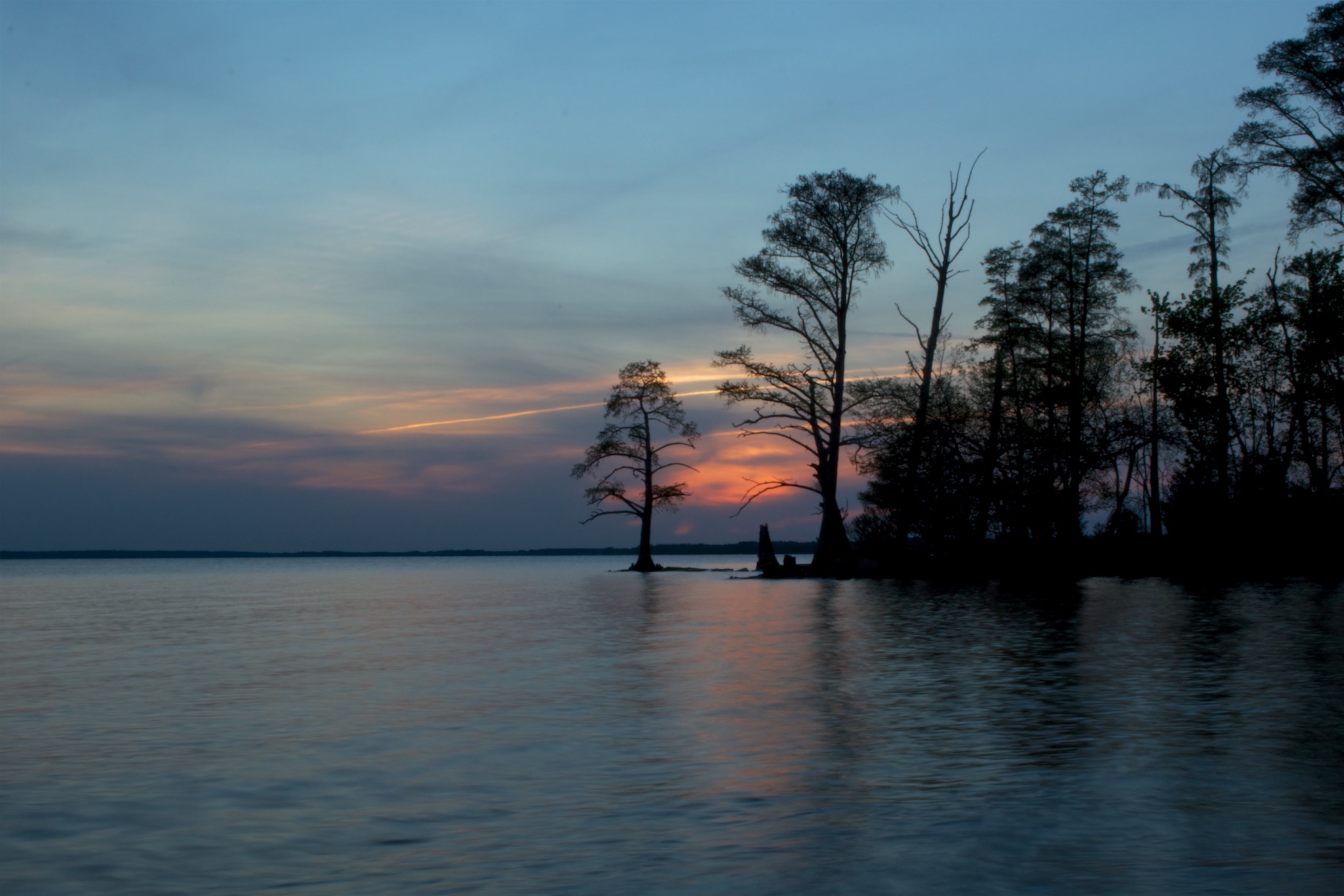 Tree Detail on the James River in Virginia at Sunset