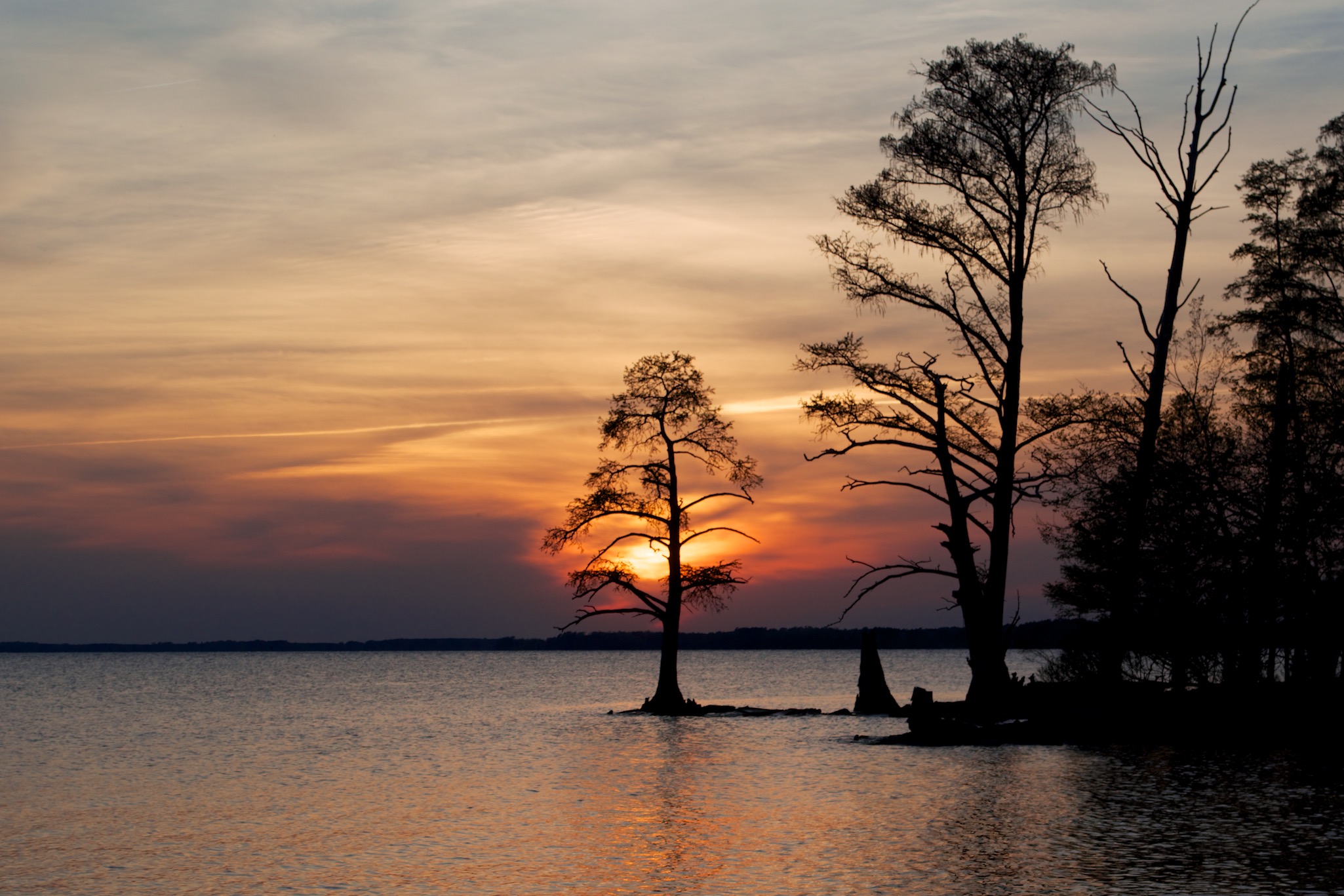 Tree Detail on the James River in Virginia at Sunset