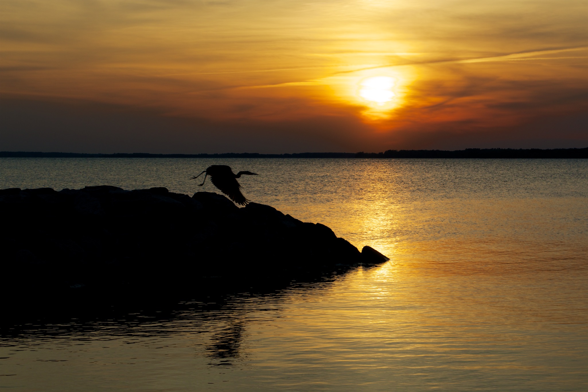 Crane Flying Over the James River in Virginia at Sunset