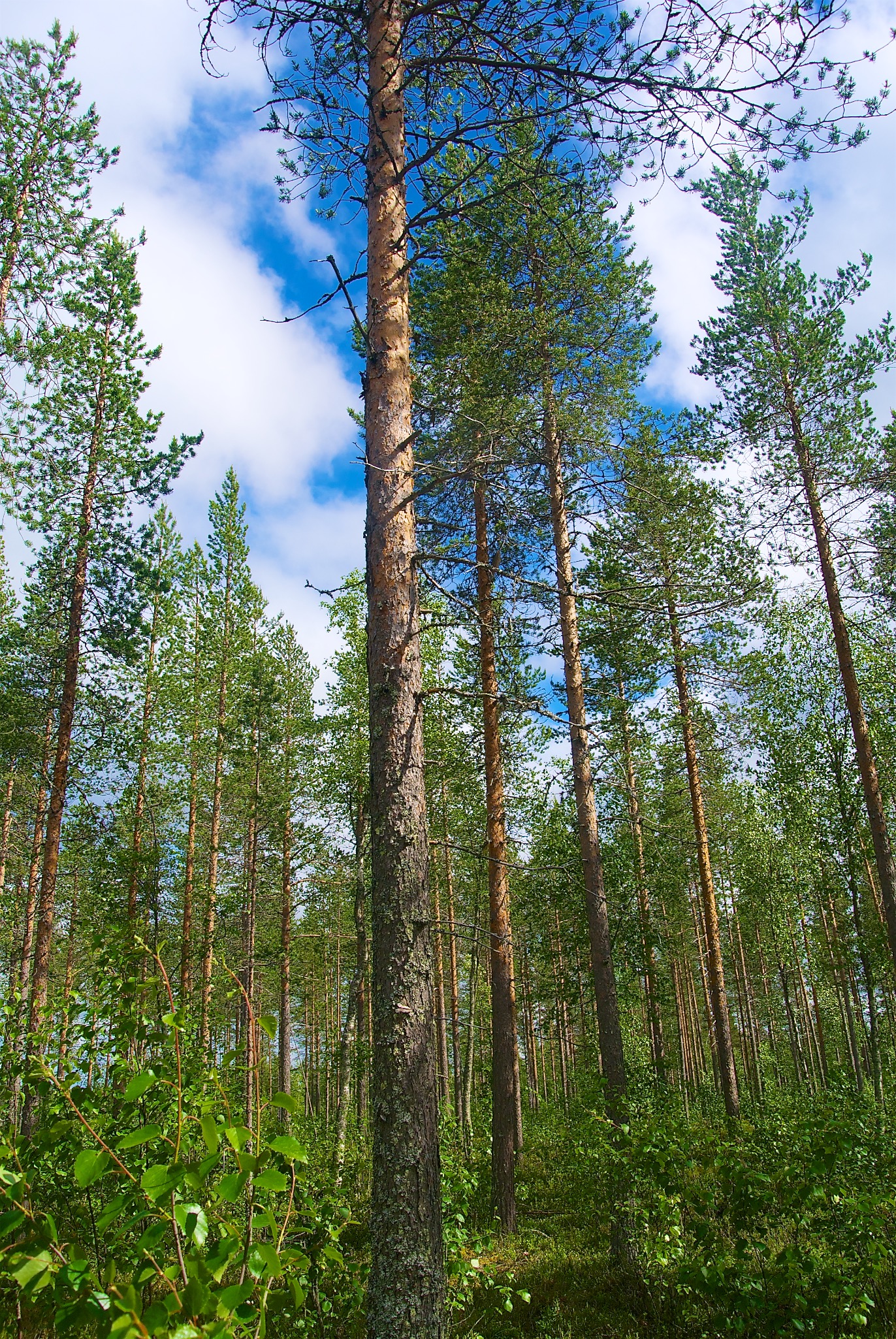 Green Forest in Lapland, Finland