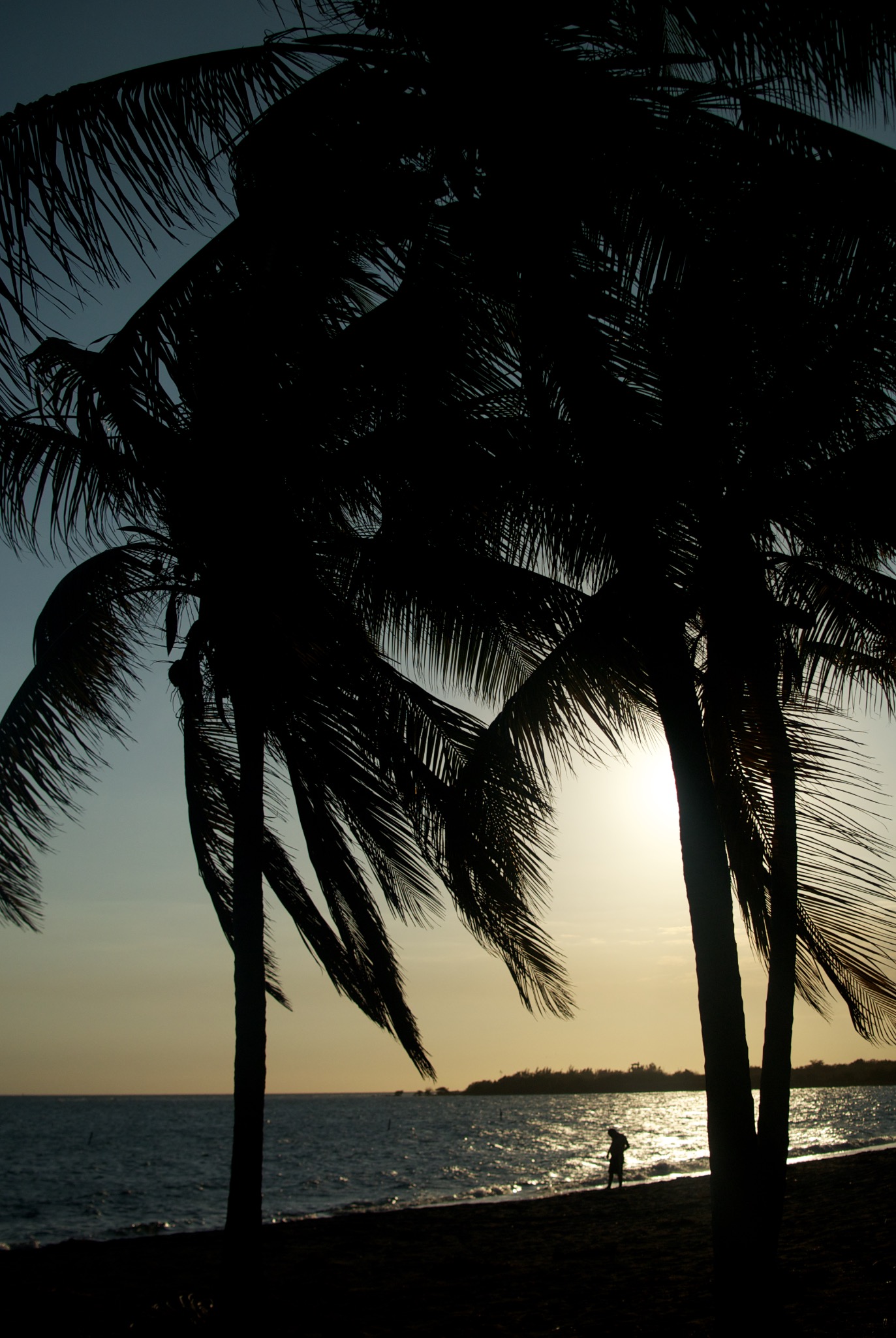 Palm Trees at Sunset in Ponce Puerto Rico