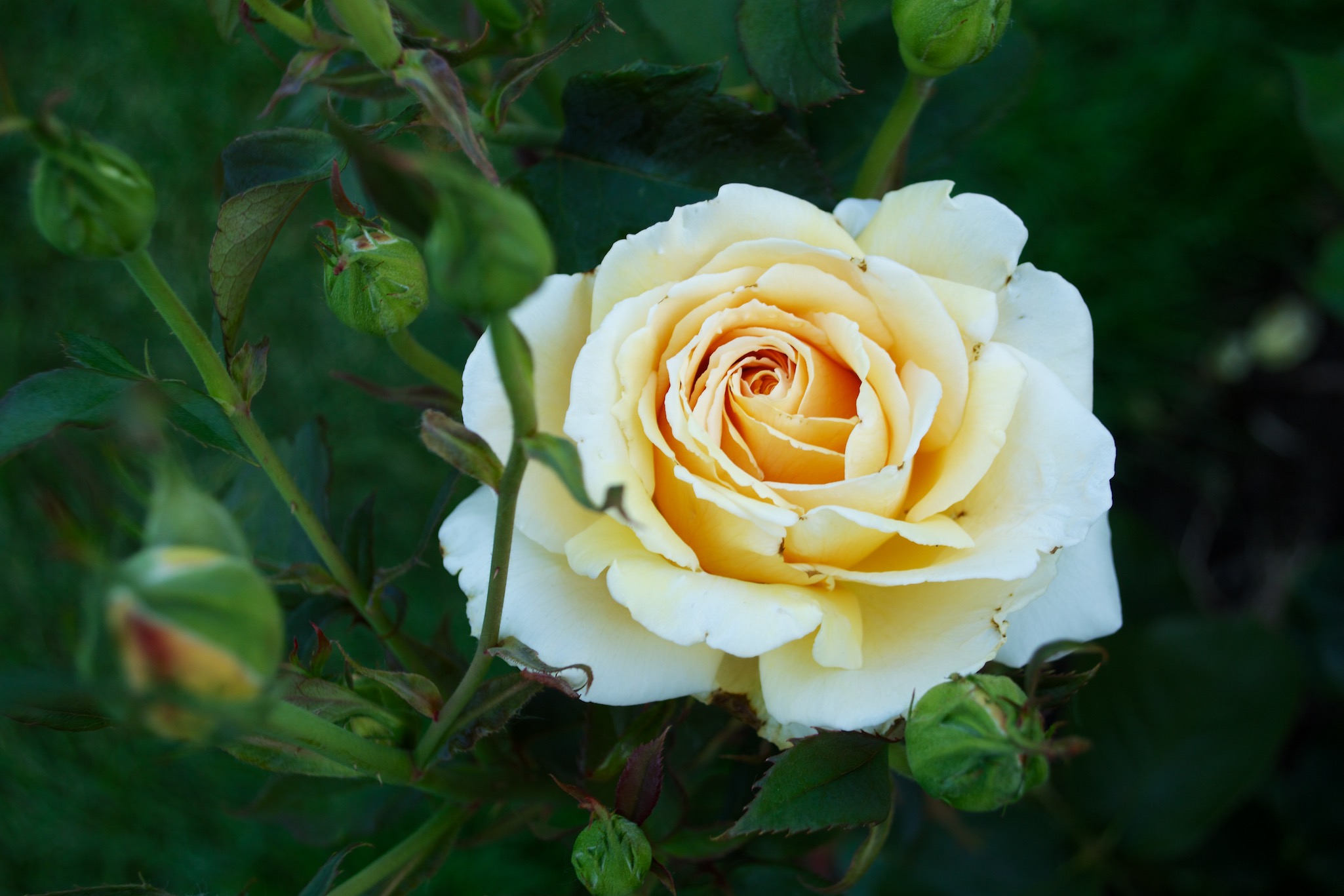 International Rose Test Garden in Portland
                     Oregon