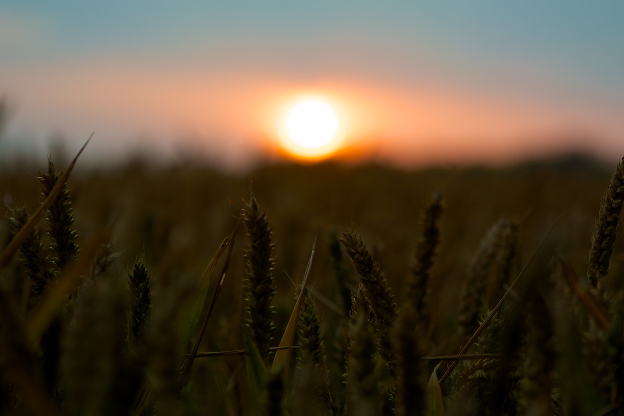 Sunset Over Wheatfield in Sussex England