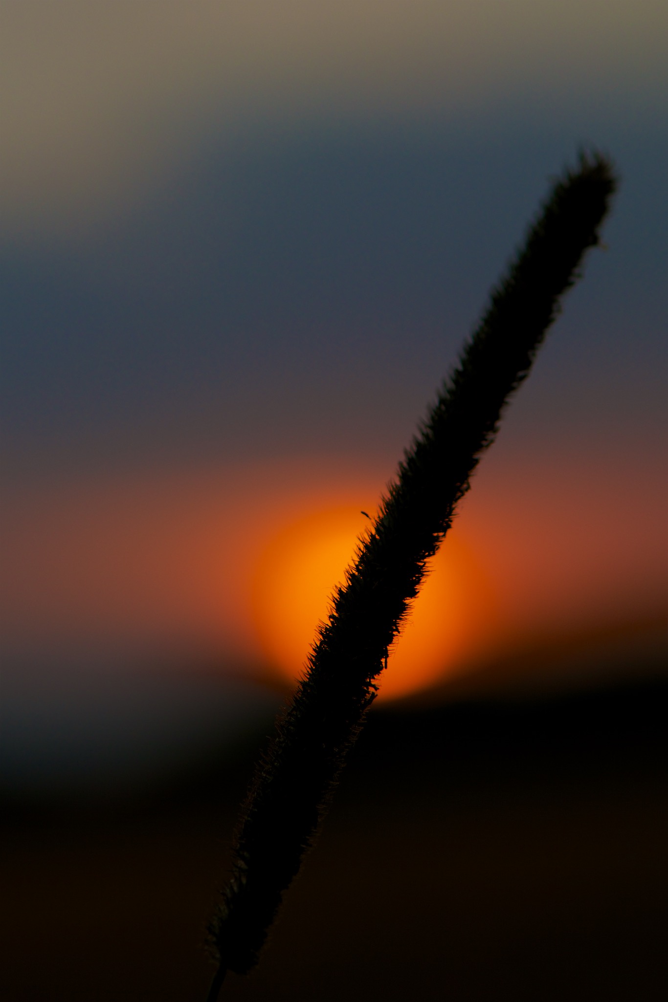 Detail from a Wheatfield in Sussex England at Sunset