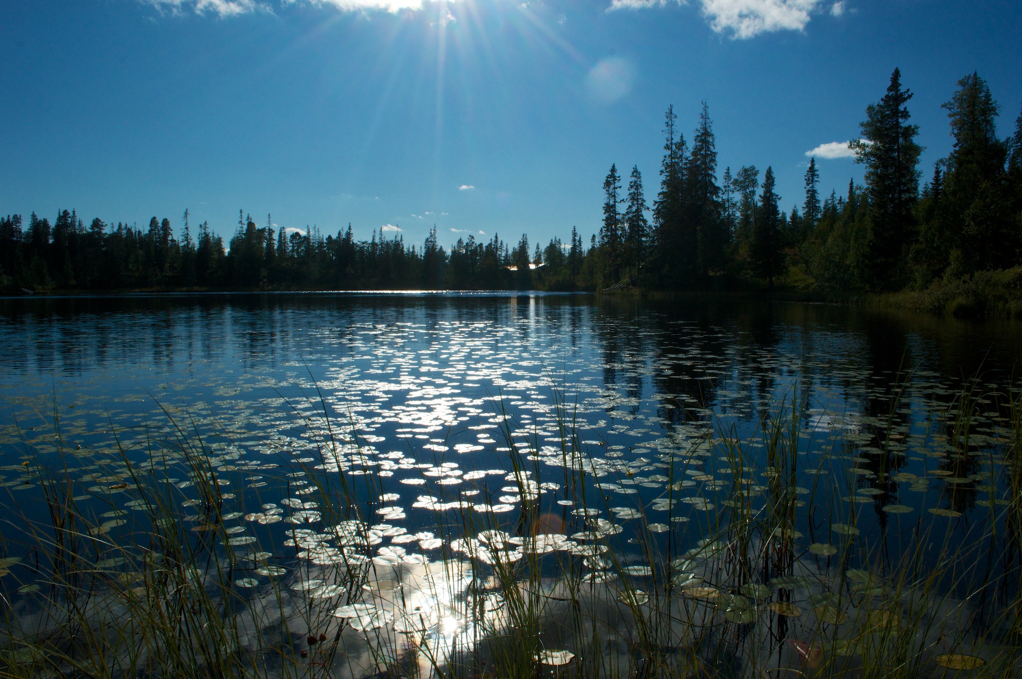 Lily pads on lake in Verdalen Norway