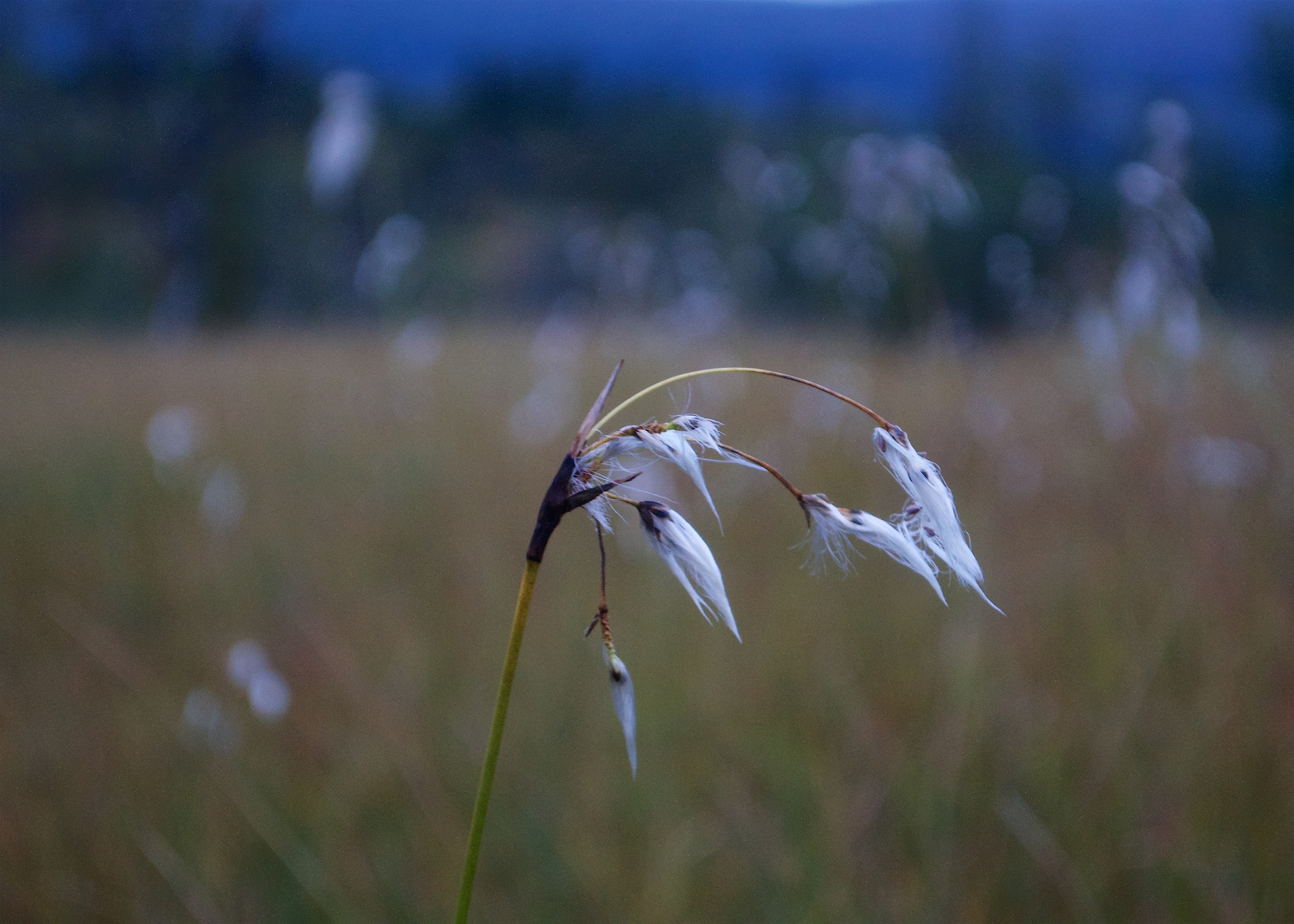 Cotton wildflower in Verdalen Norway