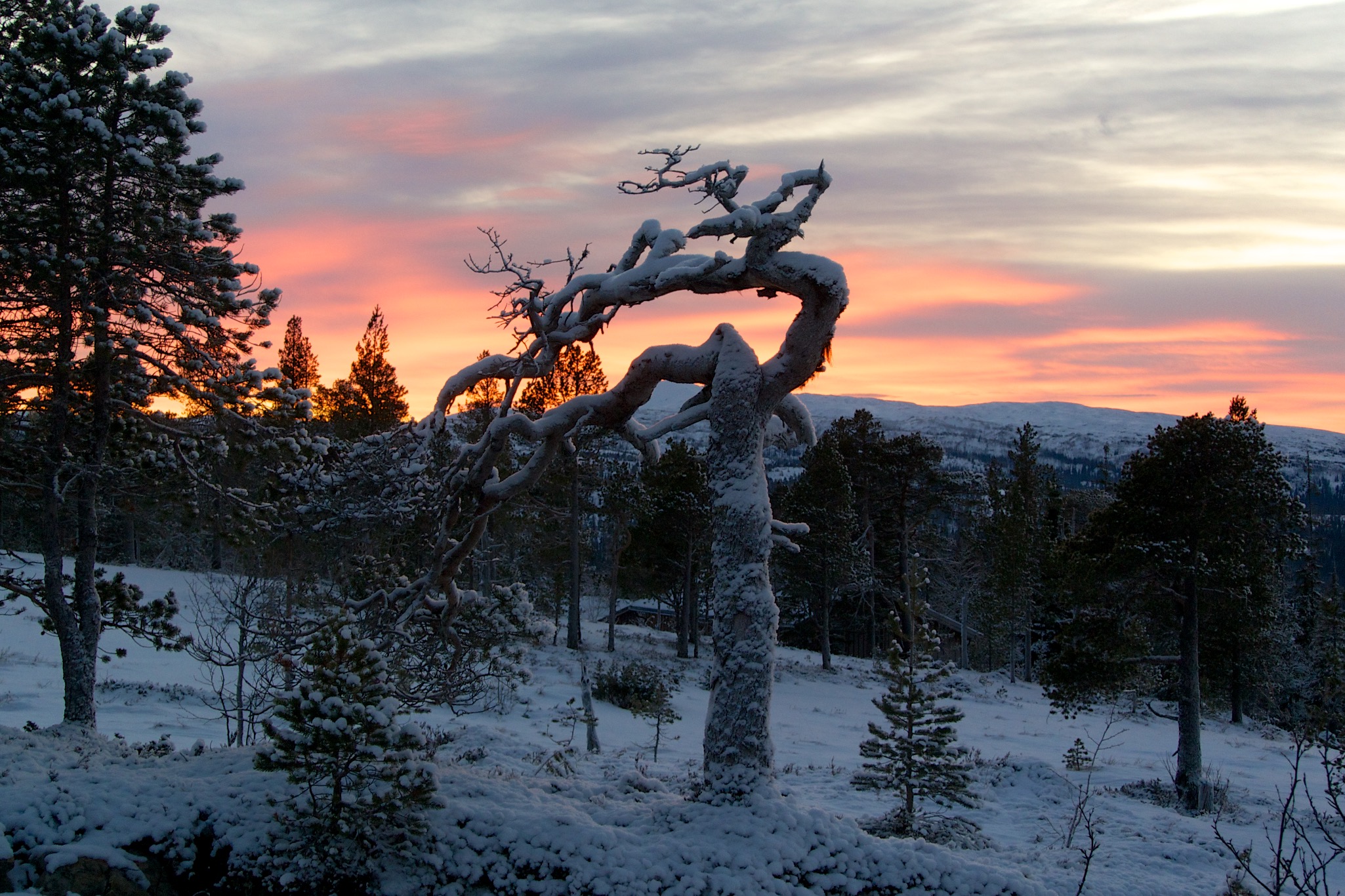 Detail of Twisted Tree at Sunset in Verdalen Norway